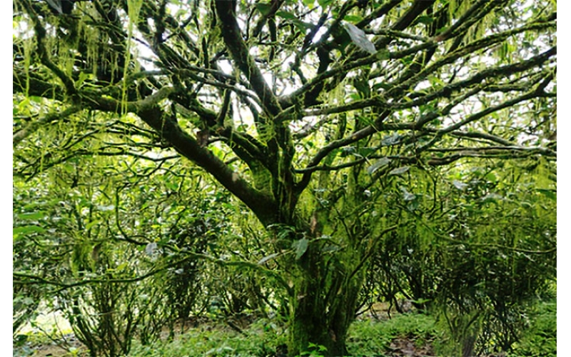 武夷岩茶老枞水仙的特点